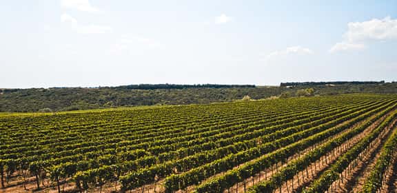 Vigneti ordinati della DOC Matera tra le colline della Basilicata