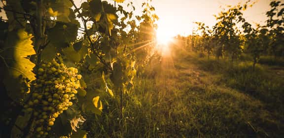 Grappoli di uva bianca nei vigneti delle Marche al tramonto, filari illuminati dalla luce dorata.