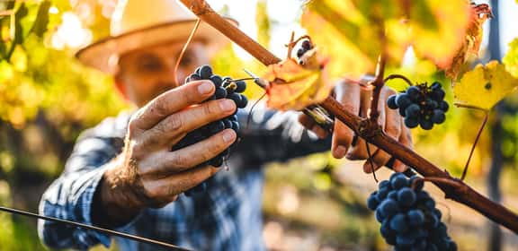 old winemaker picking red grapes Raccolta di uva Primitivo in Manduria
