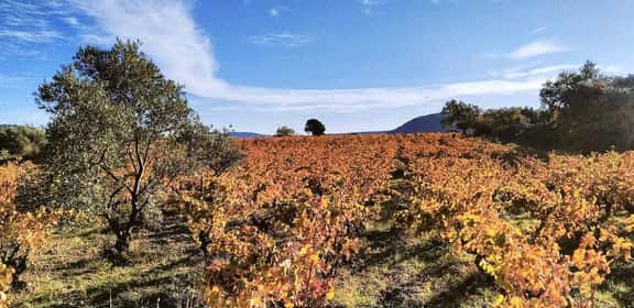Vigneti autunnali nella denominazione Terrasses du Larzac AOP