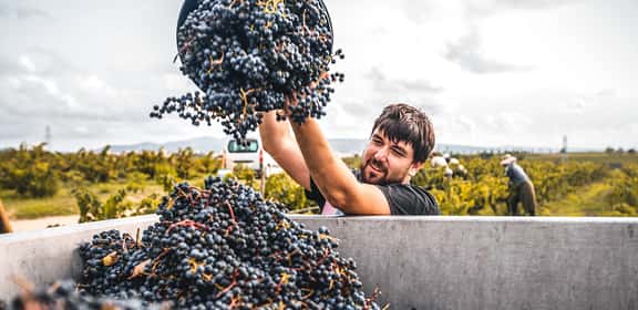 Uno dei vitigni più rappresentativi dell'Alto Adige