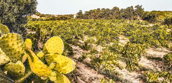 Il nobile Vermentino in promozione 5+1