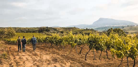 Vigneti di Catarratto in Sicilia con persone tra i filari