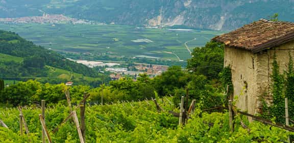 Vigneti e colline verdi in Valle d’Aosta, regione vinicola italiana di montagna