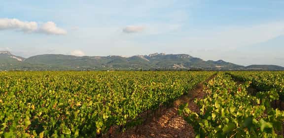 Vigneti della Valle del Rodano ai piedi delle montagne, panorama tipico delle regioni vinicole francesi