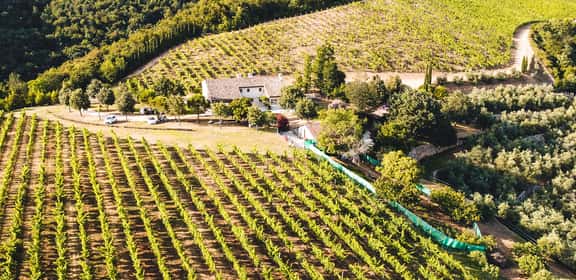 Vigneti e uliveti nei Colli Berici DOC con tipica casa rurale veneta