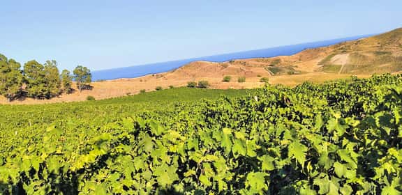 Il sole calabrese in bottiglia