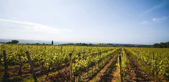 Vigneti del Chianti in Toscana