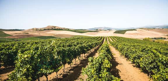 Vigneti italiani tra colline e campi coltivati, panorama tipico delle regioni vinicole d’Italia