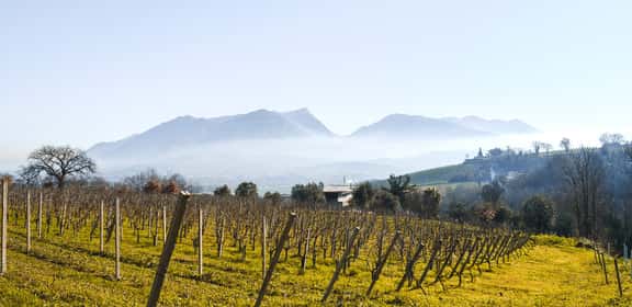 Vigneti potati a riposo in inverno nelle Terre del Volturno IGT