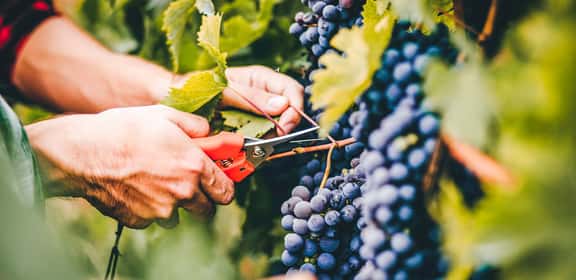 man picking red grapes  Raccolta manuale di uva Sagrantino con forbici da vendemmia, dettaglio sui grappoli nei vigneti dell’Umbria