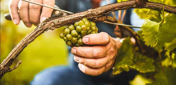 Scopri la freschezza dei vini del lago
