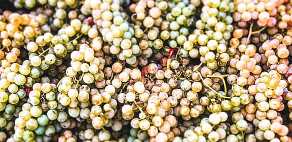 Grappoli di uva Passerina appena raccolti, dettagli di acini gialli e dorati per la produzione di vino bianco.