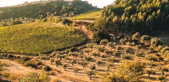 Vigneti delle colline sarde della denominazione Isola dei Nuraghi IGT