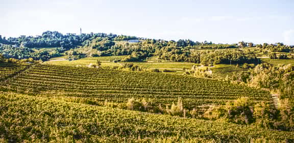 Vigneti collinari del Friuli per la produzione di vino Friulano DOC