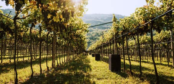 Vigneti di Bardolino sulle colline del Lago di Garda
