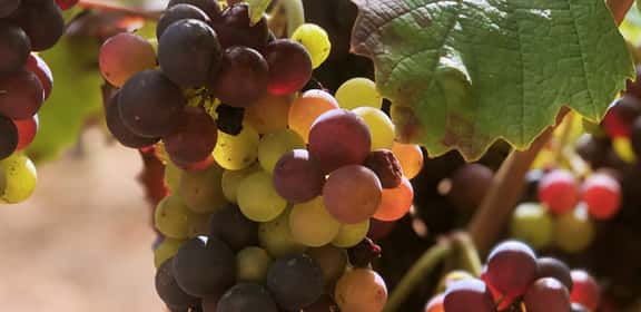 Grappolo di uva Beaujolais, maturazione tra foglie verdi