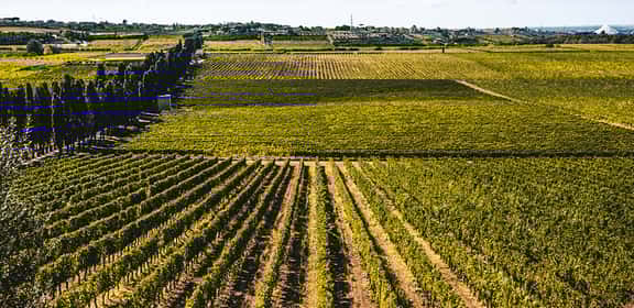 Filari di vigneti a Frascati, zona di produzione vino Frascati DOC