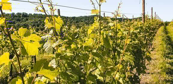 Filari di vigneti di Refosco con foglie verdi rigogliose, tipico paesaggio vitivinicolo del Friuli Venezia Giulia