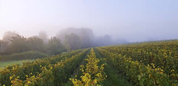 Vigneti immersi nella nebbia mattutina a Bourgueil, nella Valle della Loira, terra di vini rossi da Cabernet Franc