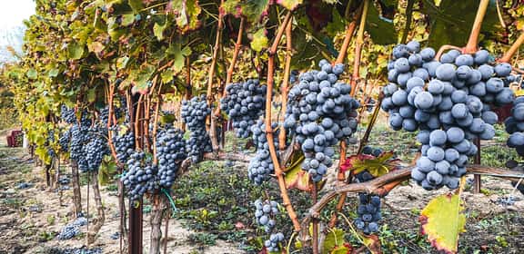 Grappoli di uva nera nei vigneti della Liguria per la produzione di vini rossi liguri