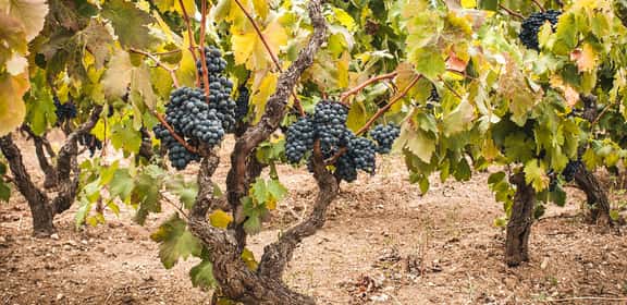 Grappoli di uva nera su viti ad alberello nei vigneti pugliesi, base per la produzione di vini rosé di Puglia
