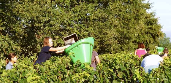 Vendemmia manuale tra i filari dell’Haut-Médoc