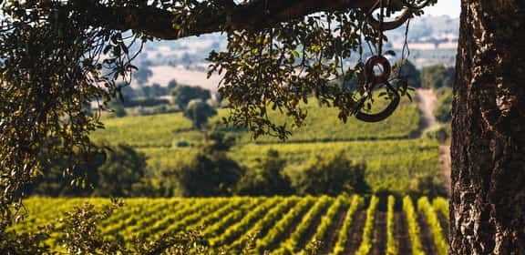 Vigneti della Maremma toscana visti attraverso rami di quercia, paesaggio rurale d’estate.