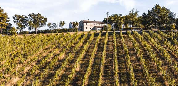 Filari di vigneti del Rosso Piceno DOC sulle colline marchigiane