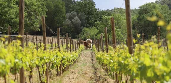 Vigneti della Côtes de Provence con cavalli tra i filari