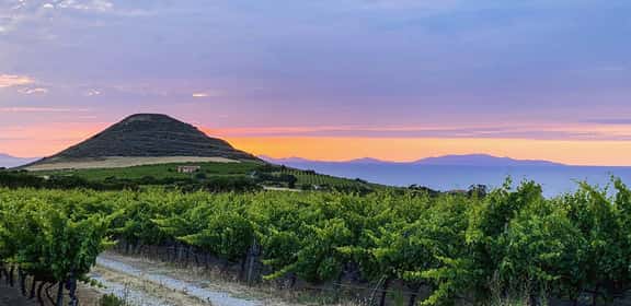 Vigneti di Cannonau con panorama sardo al tramonto