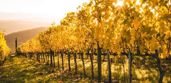 vineyards yellow leaves during a sunny day in autumn Vigneti emiliani in autunno con foglie dorate