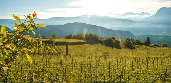Scopri i profumi dell'Alto Adige