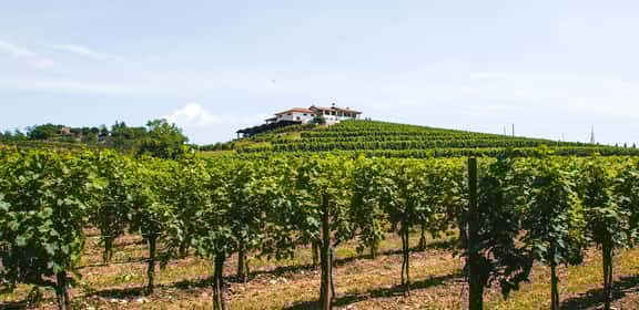 Filari di vite nei Friuli Colli Orientali