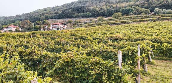 Vigneti a pergola dell’Erbaluce di Caluso sulle colline del Canavese