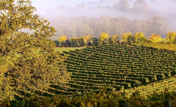 Domaine Sergent