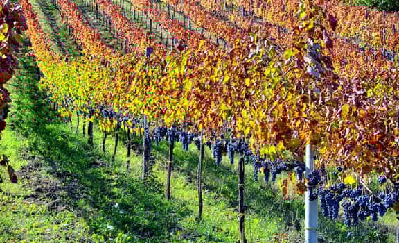 Tenuta De Lisio