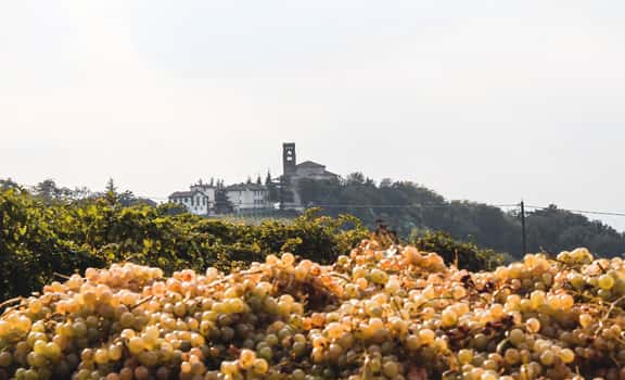 white grapes with castle in backround travaglina Travaglina