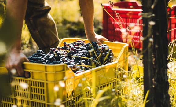 red grape harvest Corniole