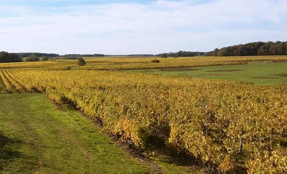 Domaine Thierry et Tanguy Cosme