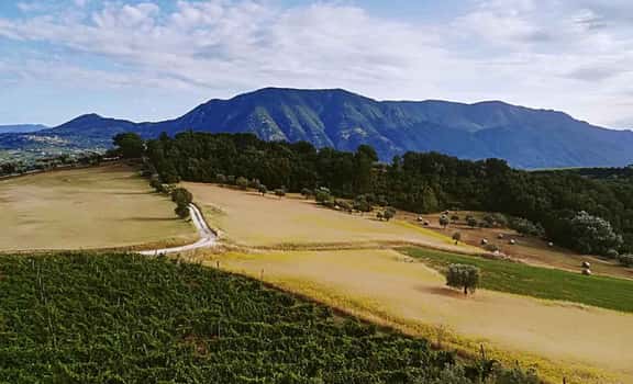 Briganti