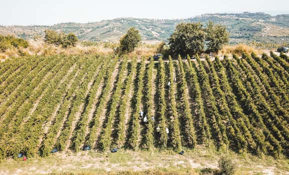 Viticoltori De Conciliis