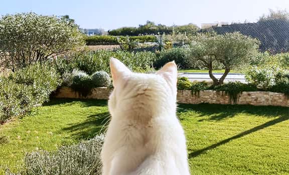 Domaine du Chat Blanc