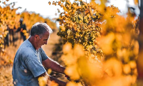 winemaker harvesting grapes in autumn Il Verginese