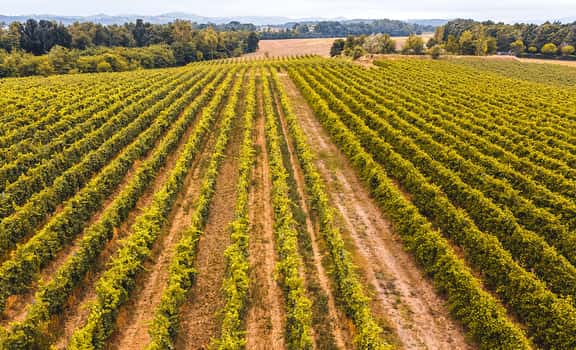 Vignudelli Wines