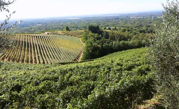 Travaglini Giancarlo Gattinara