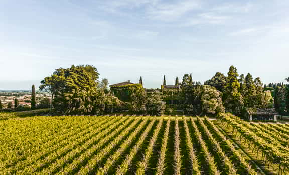 Le Vigne di San Pietro