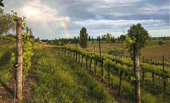 Azienda agricola Peroni
