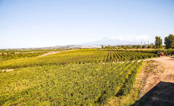 Tenuta Incarrozza