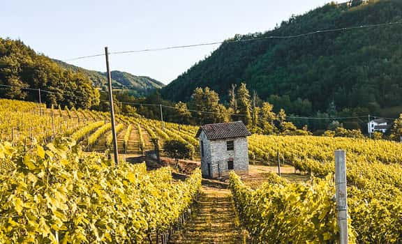 Cantina Riboli